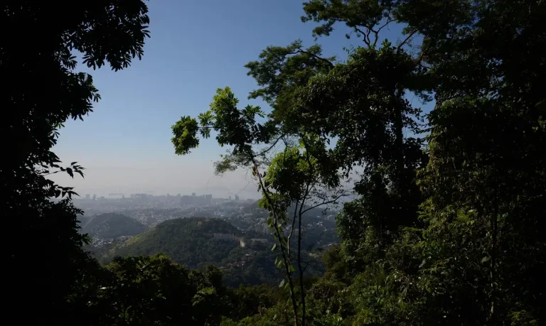 Imagem da notícia: Miriti: o que a palmeira amazônica revela sobre bioeconomia