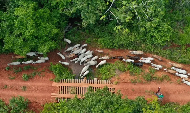 Imagem da notícia: Bolsonaristas ameaçam invadir terra indígena no Pará se Flávio Bolsonaro vencer