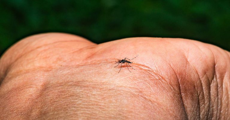 Imagem da notícia: Espanha solta mosquitos com bactéria Wolbachia para frear dengue e chikungunya
