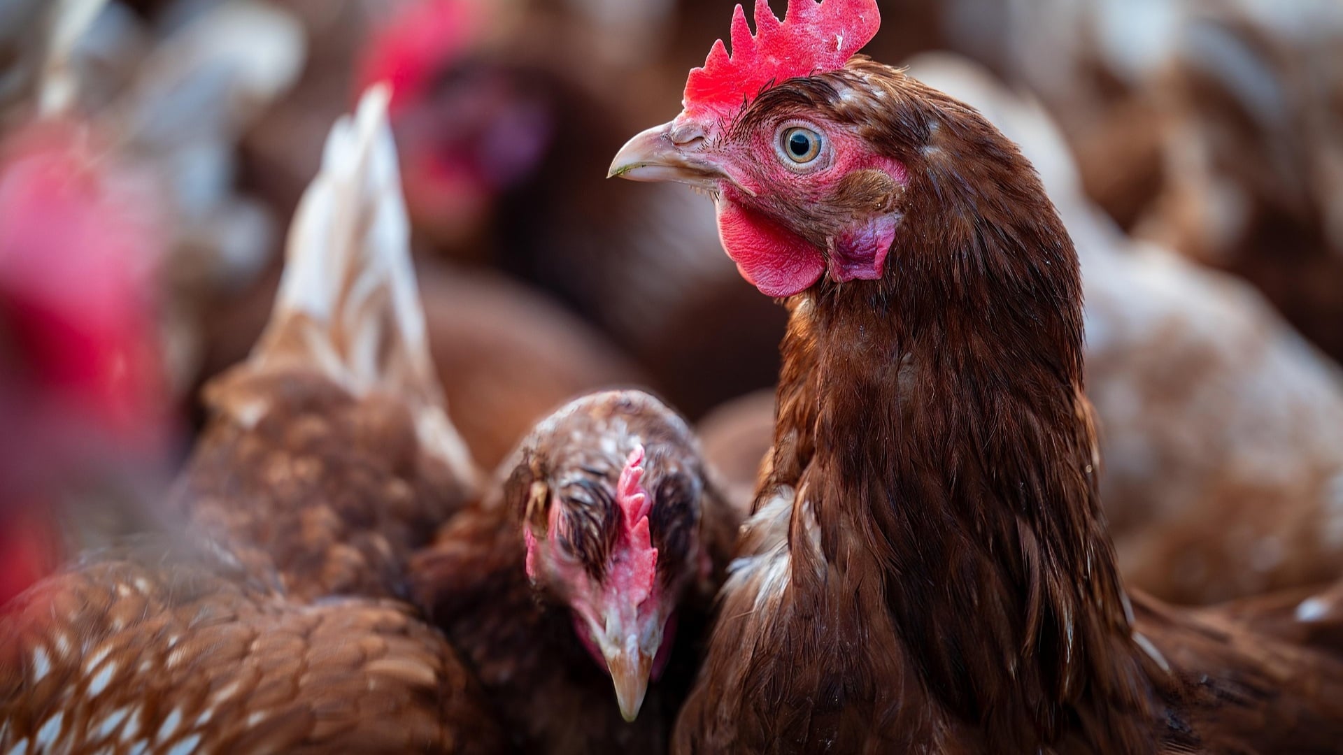 Imagem da notícia: Malásia suspende carnes de aves do Brasil após foco de Newcastle em SC
